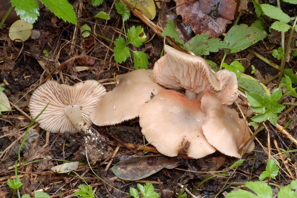 Entoloma sp. con stranezza annessa.